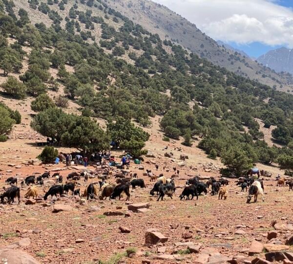 Tizi oudid Mountain goats – Berber Villages Trek 6 Days
