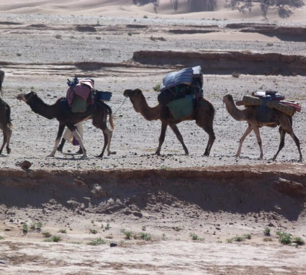 Sahara Desert Trek - atlas trek guide